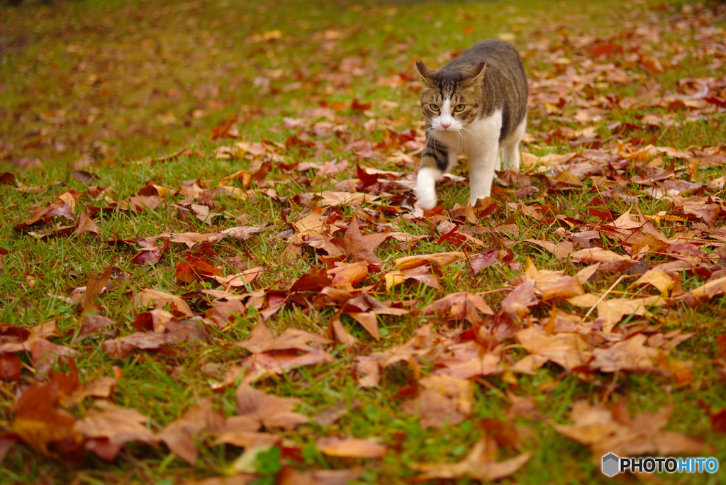 ねこ　その３５３