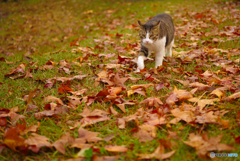 ねこ　その３５３