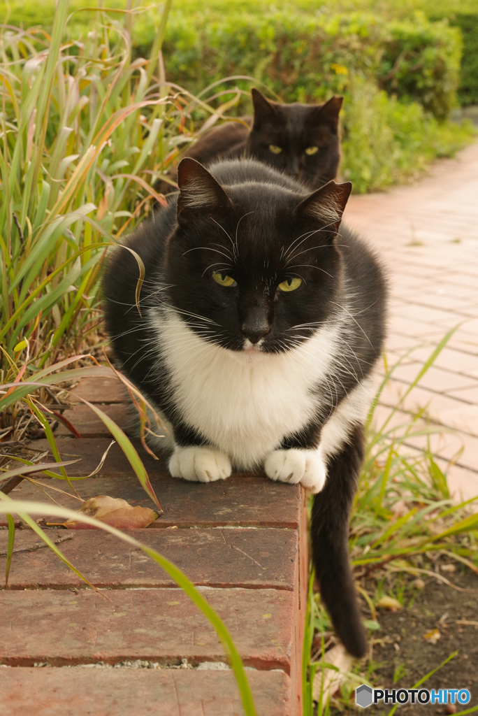 ねこ　その１０３５