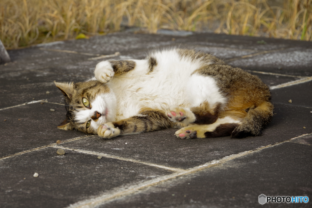 ねこ　その５６１