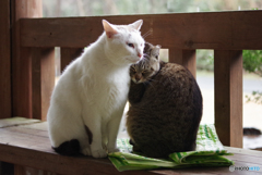 ねこ　その５６５