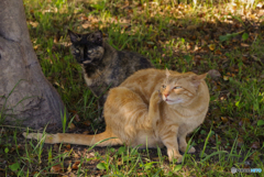 ねこ　その６５９