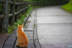 ねこ　その２５４