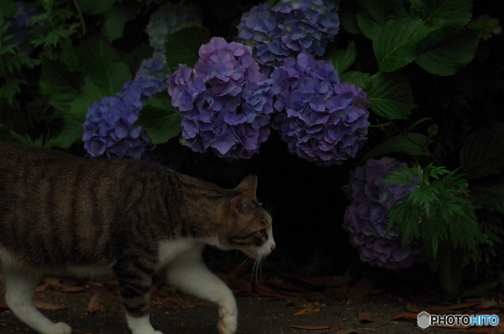 ねこ　その９８