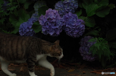 ねこ　その９８