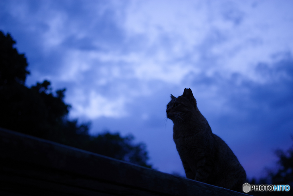 ねこ　その２５１