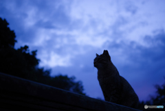 ねこ　その２５１