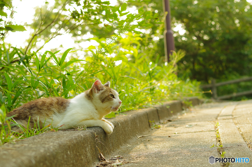 ねこ　その１６７
