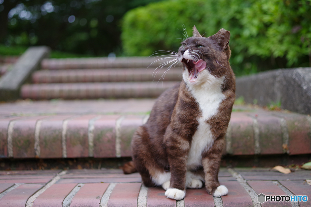 ねこ　その６２９