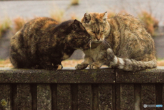 ねこ　その１０１７