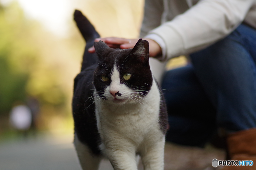 ねこ　その３５