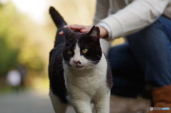 ねこ　その３５