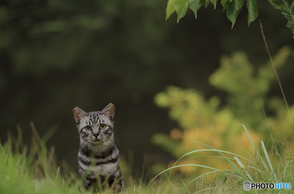 ねこ　その１７０