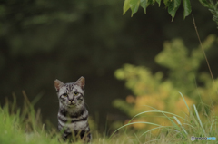 ねこ　その１７０