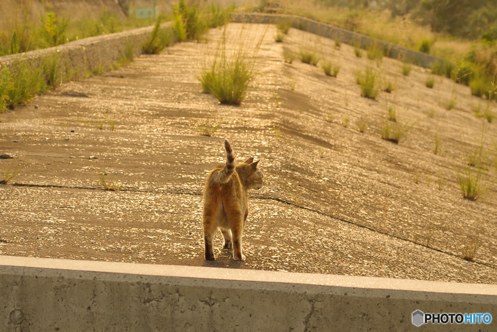 ねこ　その７３１