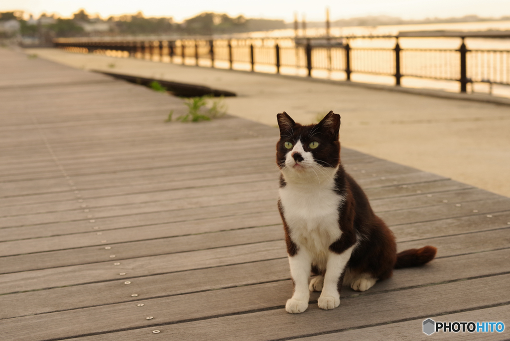 ねこ　その７２４