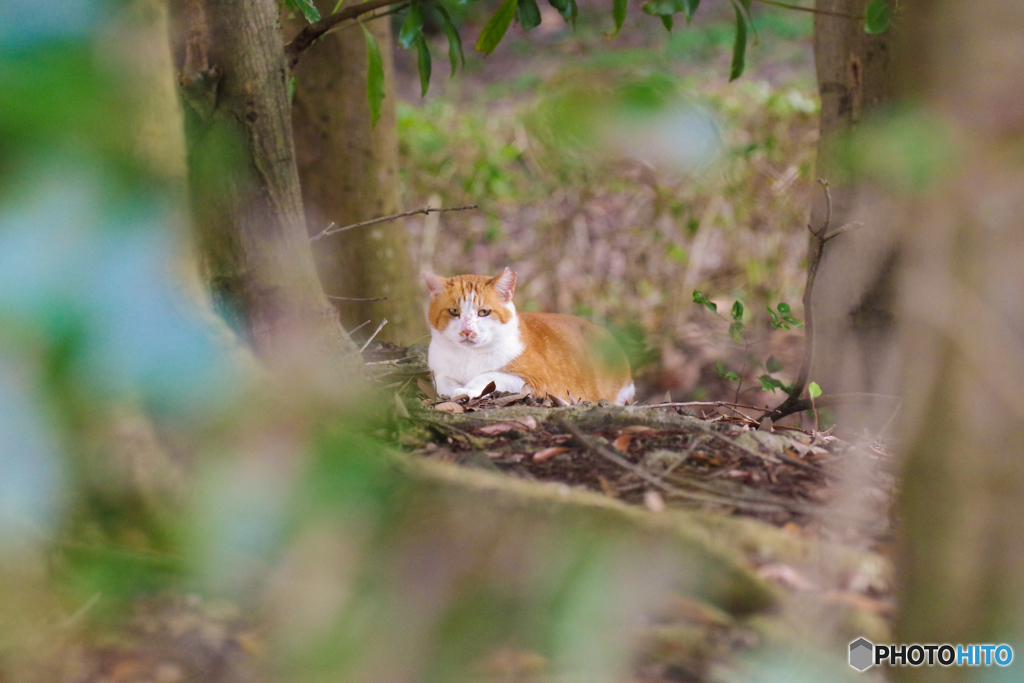 ねこ　その８２２