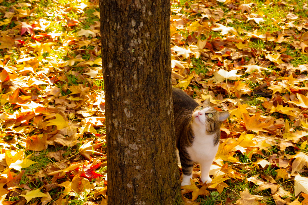 ねこ　その３４７