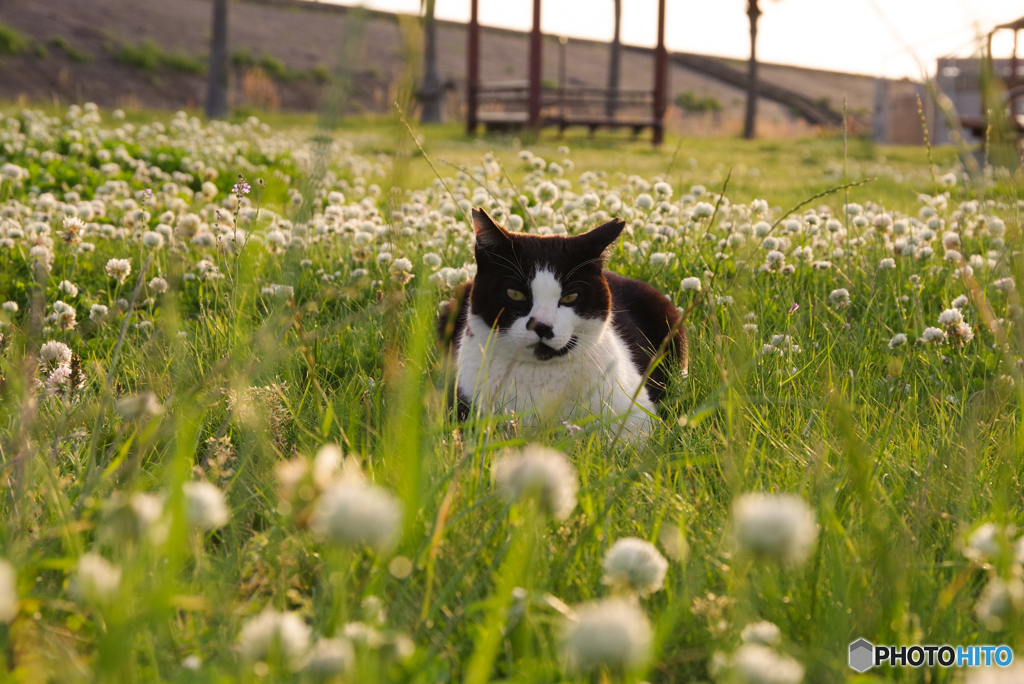 ねこ　その６１３