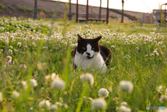 ねこ　その６１３