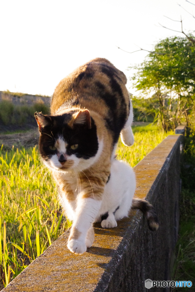 ねこ　その９６４
