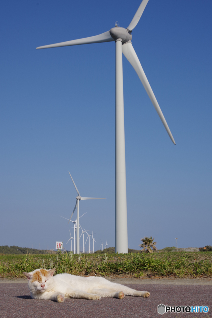 ねこ　その５９７