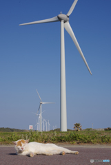 ねこ　その５９７