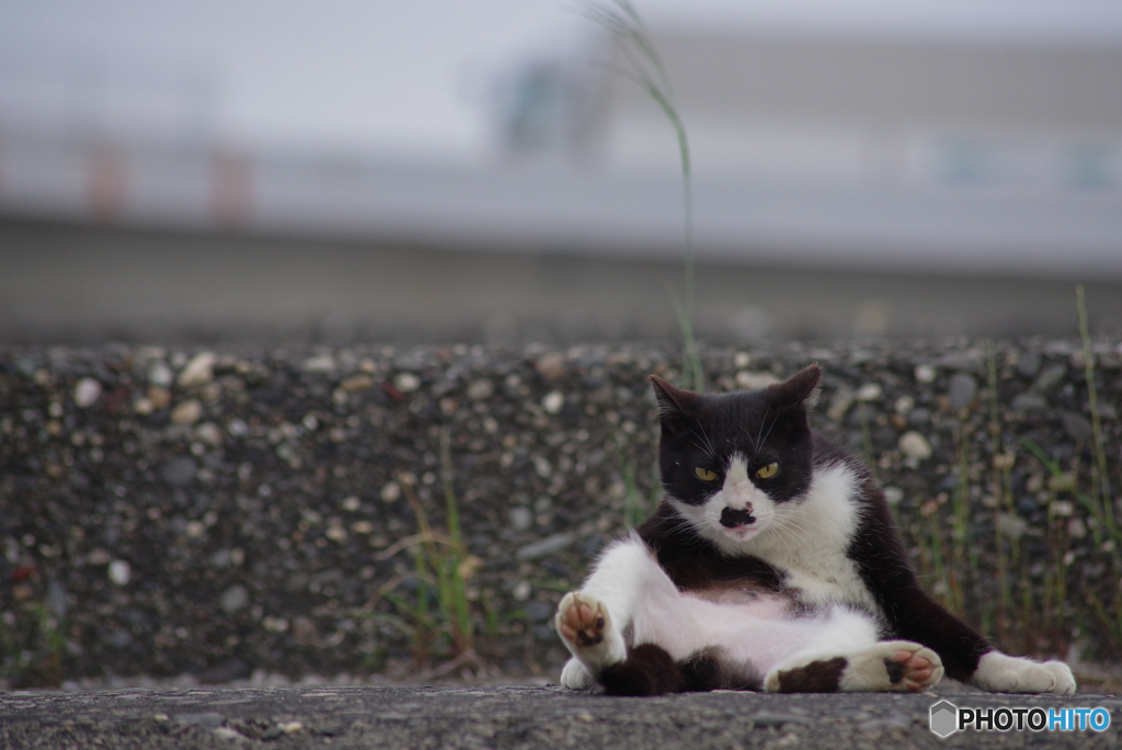 ねこ　その６４１