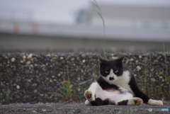 ねこ　その６４１