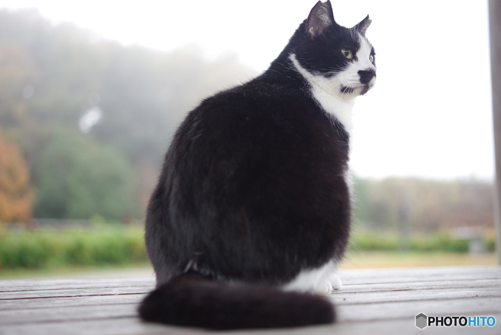 ねこ　その３９７