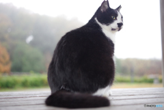 ねこ　その３９７