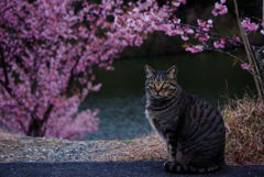 ねこ　その５３６