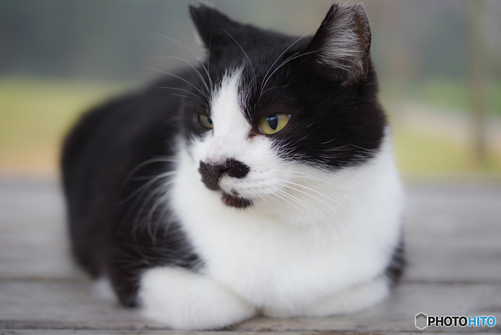 ねこ　その３９６