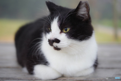 ねこ　その３９６