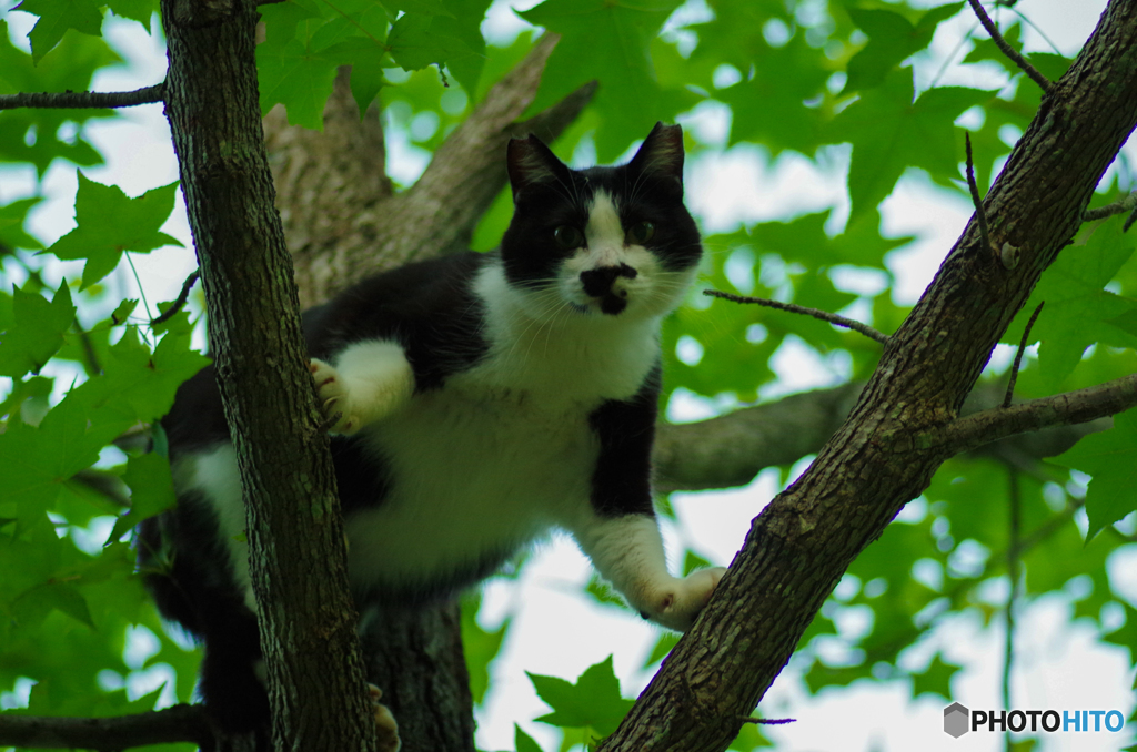 ねこ　その１３１