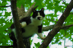 ねこ　その１３１