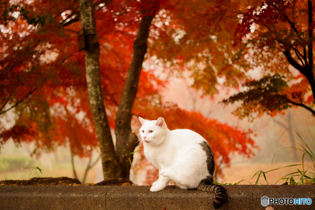 ねこ　その４２３