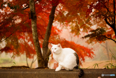 ねこ　その４２３