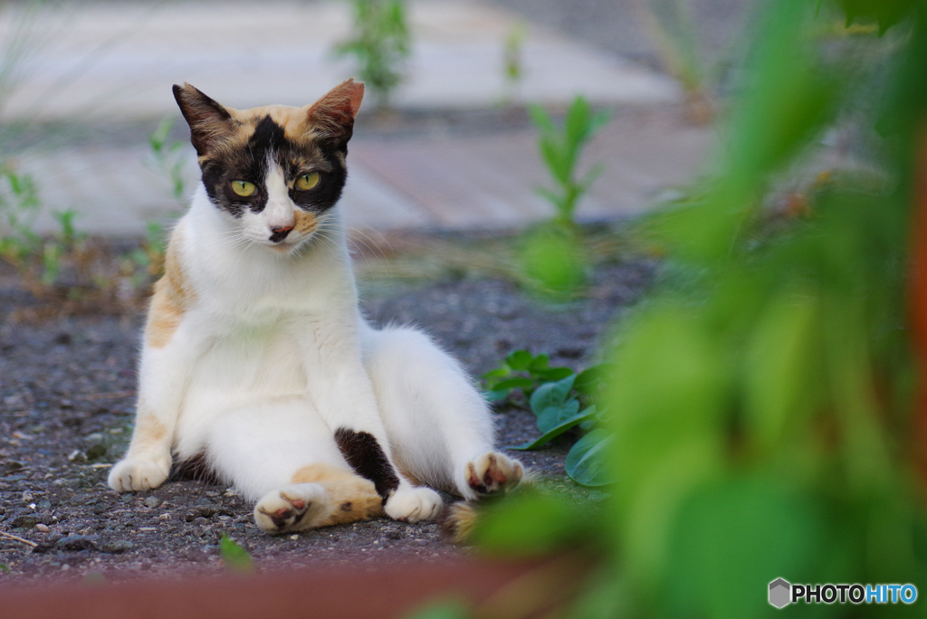 ねこ　その７４３