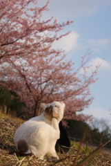 ねこ　その５４０