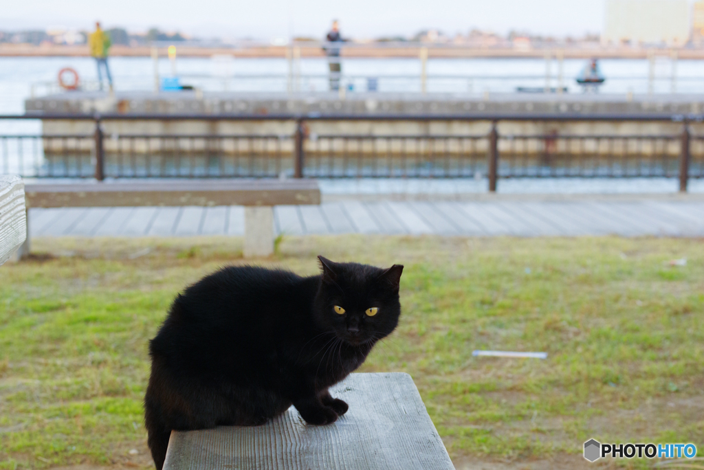 ねこ　その９６１