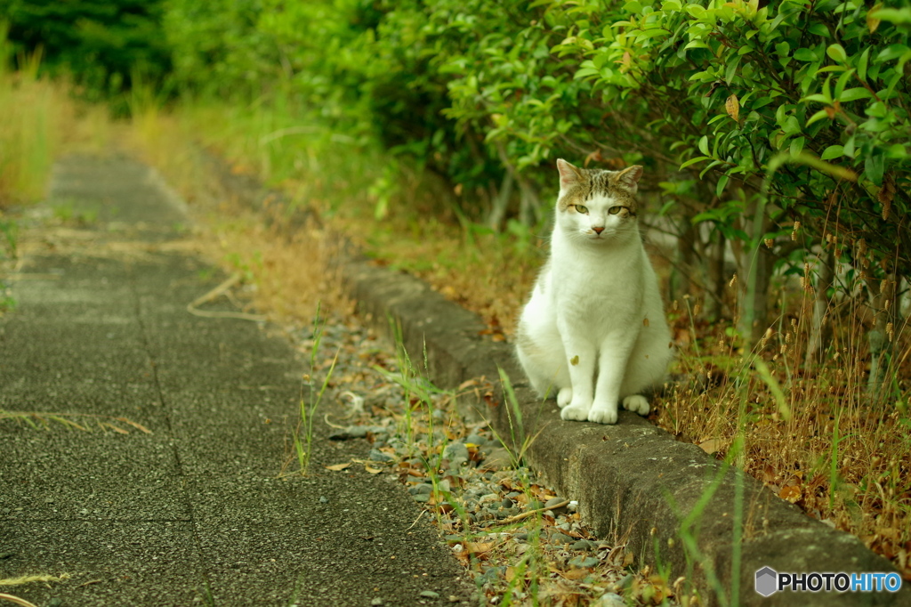 ねこ　その９１