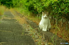 ねこ　その９１