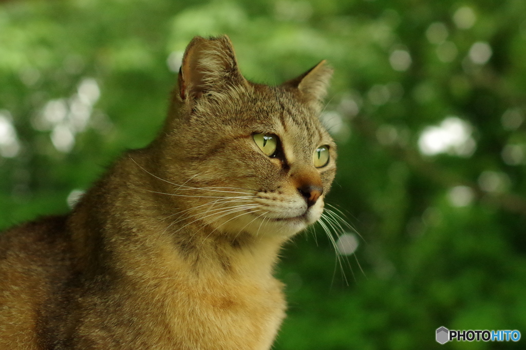 ねこ　その６８