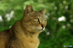 ねこ　その６８