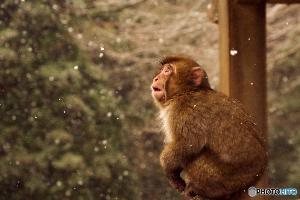 高崎山の雪に驚く猿