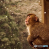 高崎山の雪に驚く猿
