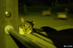 真夏の夜猫　（ねこ　その１９３）