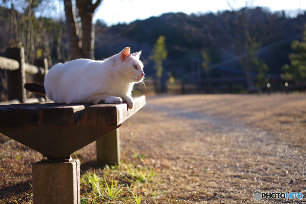 ねこ　その４８９