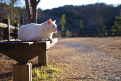 ねこ　その４８９